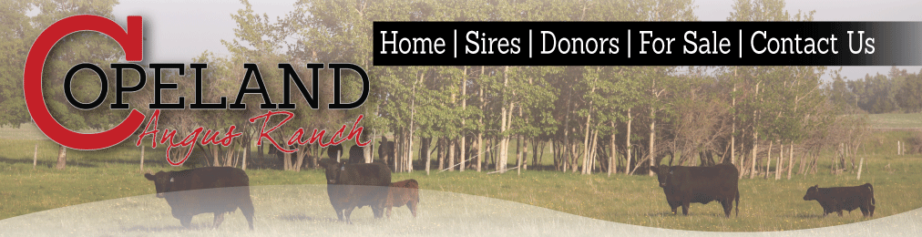 Copeland Angus Ranch